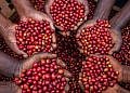 Gov’t breaks silence on plummeting coffee prices