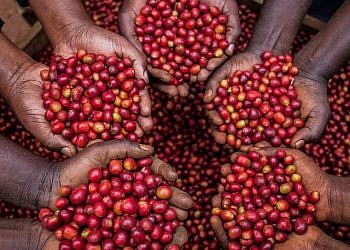 Gov’t breaks silence on plummeting coffee prices