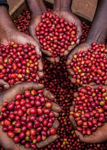 Gov’t breaks silence on plummeting coffee prices
