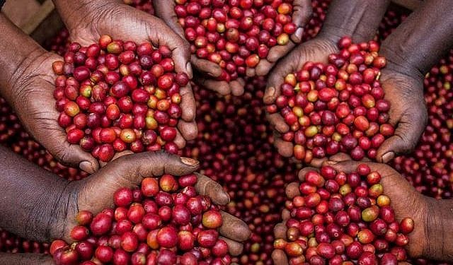 Gov’t breaks silence on plummeting coffee prices
