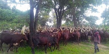 Over 3,000 Balaalo cattle evicted as security enforces Museveni order in Northern Uganda