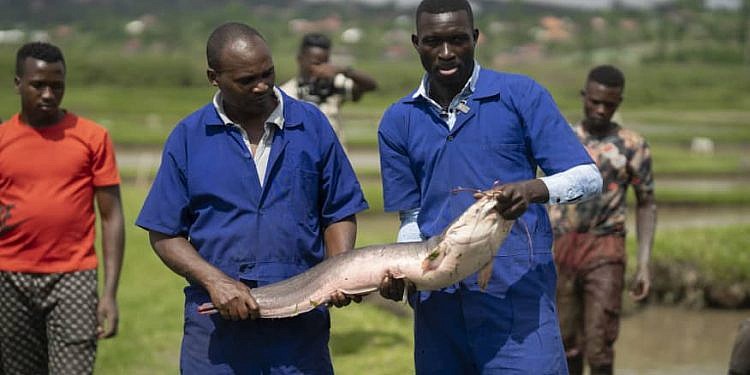 Masheda Foods opens Uganda’s first catfish processing factory