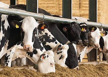 NARO to import high-yielding dairy cattle from Kenya