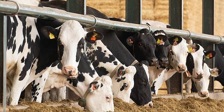 NARO to import high-yielding dairy cattle from Kenya