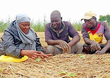SMEs to benefit from new climate-resilient seed innovation