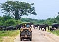 Uganda’s national parks to open for two-day free entrance- UWA announces