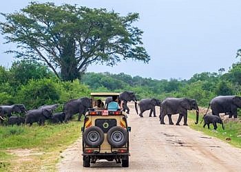 Uganda’s national parks to open for two-day free entrance- UWA announces