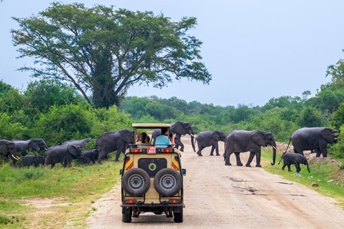 Uganda’s national parks to open for two-day free entrance- UWA announces