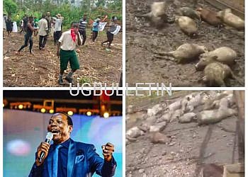 Pastor Ssenyonga under fire as Mwererwe village suffocates in stench of dead pigs