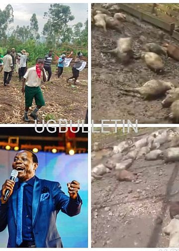 Pastor Ssenyonga under fire as Mwererwe village suffocates in stench of dead pigs