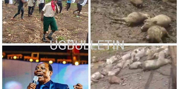 Pastor Ssenyonga under fire as Mwererwe village suffocates in stench of dead pigs