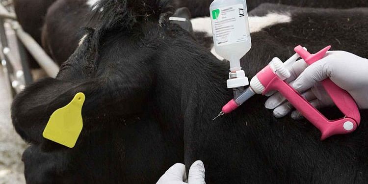 Gov’t to vaccinate 44.5 million  animals against foot-and-mouth disease