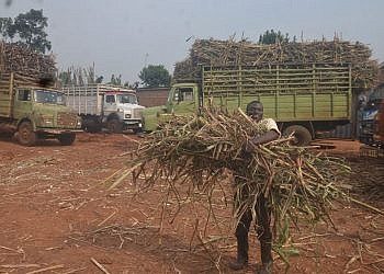 Gov’t stops factories from slashing sugarcane prices in Busoga, sets minimum price at Shs 125,000 per ton