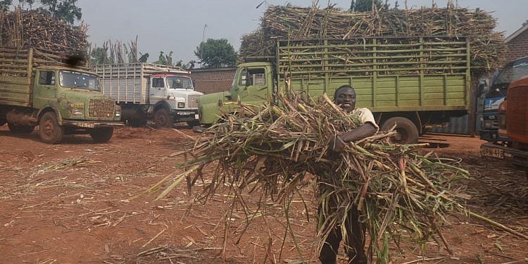 Gov’t stops factories from slashing sugarcane prices in Busoga, sets minimum price at Shs 125,000 per ton