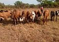 Four cattle raiders killed as UPDF recovers 30 heads of cattle in East Acholi