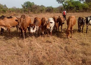 Four cattle raiders killed as UPDF recovers 30 heads of cattle in East Acholi