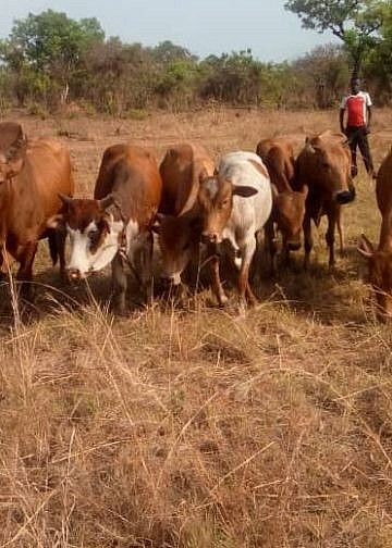 Four cattle raiders killed as UPDF recovers 30 heads of cattle in East Acholi