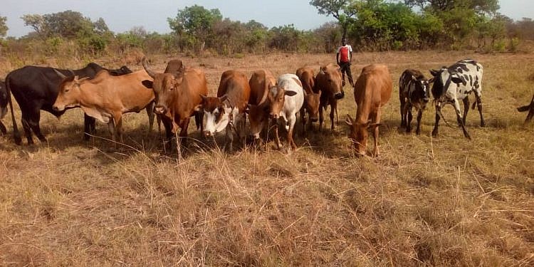 Four cattle raiders killed as UPDF recovers 30 heads of cattle in East Acholi