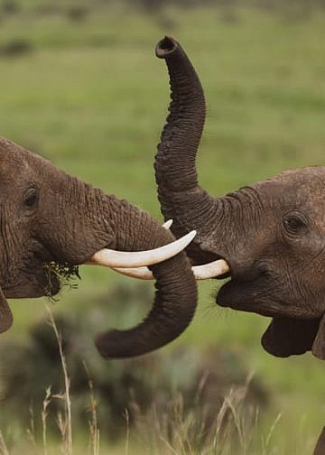 Man arrested with 154kg of elephant tusks in Nwoya