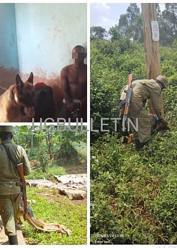 Police dog traces suspects involved in electricity vandalism in Mukono, two arrested
