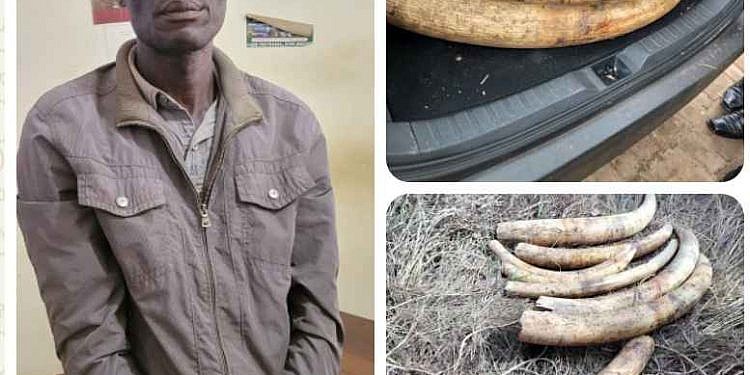 Man arrested with 154kg of elephant tusks in Nwoya