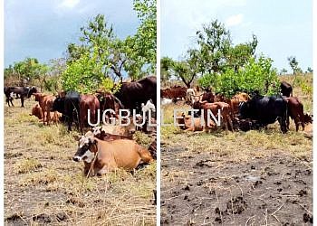 Six arrested over theft of 105 cows from former EALA speaker’s farm