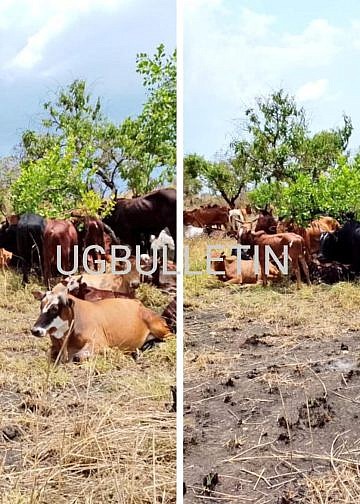 Six arrested over theft of 105 cows from former EALA speaker’s farm