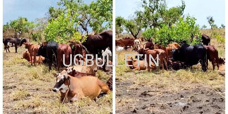 Six arrested over theft of 105 cows from former EALA speaker’s farm