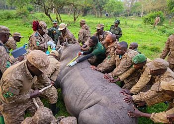 Uganda reintroduces rhinos to Kidepo national park after 43-year absence
