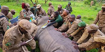 Uganda reintroduces rhinos to Kidepo national park after 43-year absence