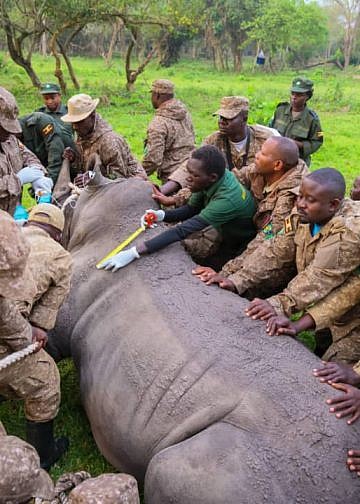 Uganda reintroduces rhinos to Kidepo national park after 43-year absence