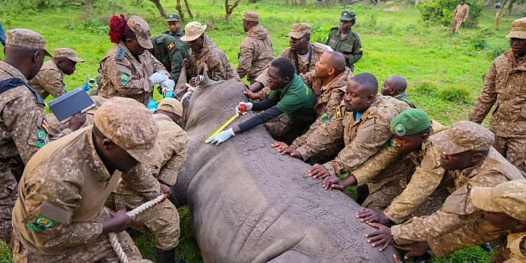 Uganda reintroduces rhinos to Kidepo national park after 43-year absence