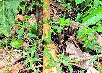 Matugga: Police recover rifle stolen during Stabex fuel station raid