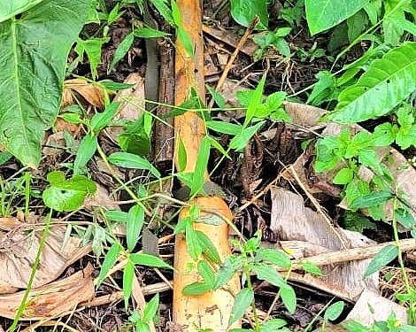 Matugga: Police recover rifle stolen during Stabex fuel station raid