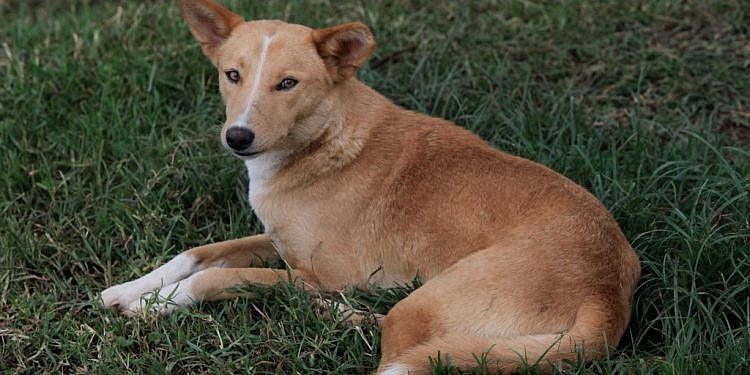 Namisindwa man kills neighbour for kicking his dog