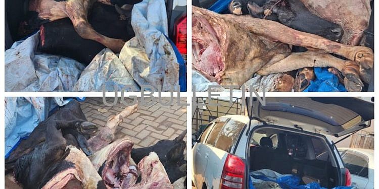 Three arrested with slaughtered cows hidden in car boot in Nakulabye