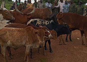 Uganda recovers 24 stolen cattle from South Sudan