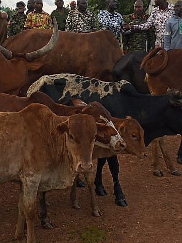 Uganda recovers 24 stolen cattle from South Sudan