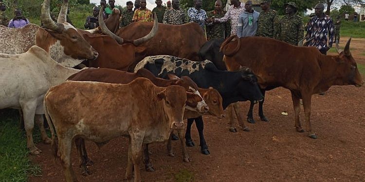 Uganda recovers 24 stolen cattle from South Sudan