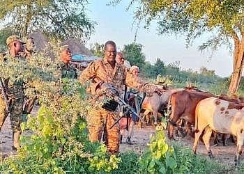 Police, UPDF recover 105 cattle after Karamojong raid in Bukedea