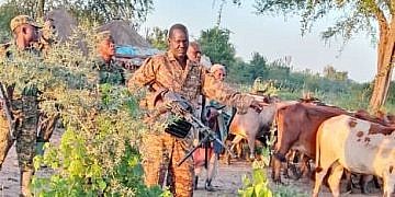 Police, UPDF recover 105 cattle after Karamojong raid in Bukedea