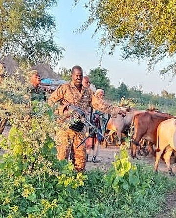Police, UPDF recover 105 cattle after Karamojong raid in Bukedea
