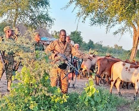 Police, UPDF recover 105 cattle after Karamojong raid in Bukedea