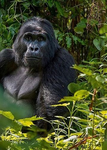 Oil expansion sparks fears of rising human–chimpanzee conflict in Bunyoro