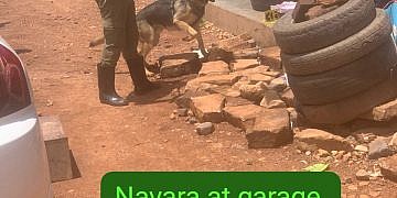 Police sniffer dog tracks suspected car spare parts thieves to Kasangati garage