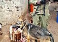 Police snifer dog tracks butcher who stole, slaughtered neigbour’s goat