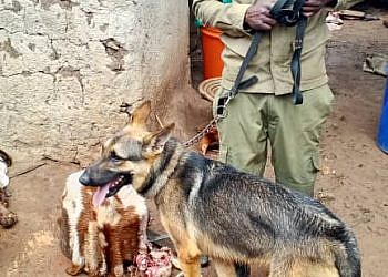Police snifer dog tracks butcher who stole, slaughtered neigbour’s goat