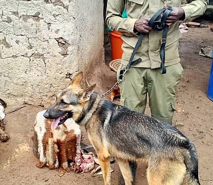 Police snifer dog tracks butcher who stole, slaughtered neigbour’s goat