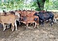 Farm worker, two others arrested as police recover 68 stolen cattle in Luwero