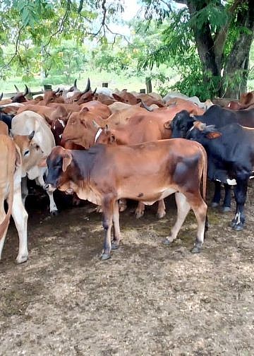 Farm worker, two others arrested as police recover 68 stolen cattle in Luwero